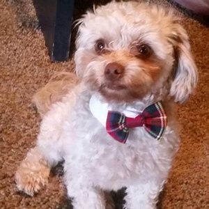 Meet your Posher, Susan